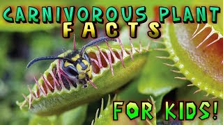 Carnivorous Plant Facts for Kids [upl. by Towers]