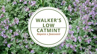 Walkers Low Catmint  Nepeta x faassenii [upl. by Aloiv86]