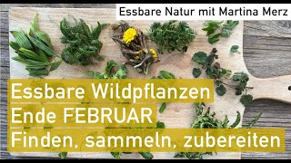 Essbare Wildpflanzen und Kräuter Ende Februar Bestimmen sammeln zubereiten amp tolle Rezeptideen [upl. by Sinclair]