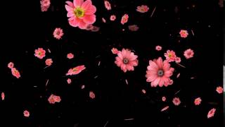 particles overlay Flower particles overlay [upl. by Ahsitnauq]