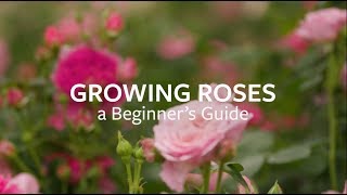 How to grow Roses  Grow at Home  Royal Horticultural Society [upl. by Carolee]