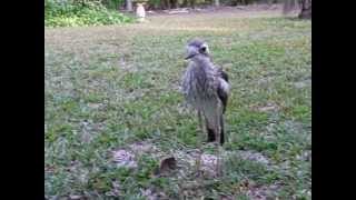 Bush StoneCurlew making a disturbing hissing sound [upl. by Adelia186]