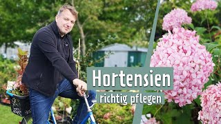 Hortensien richtig pflegen  MDR Garten [upl. by Madelin]