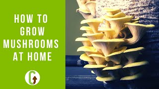 How To Grow Mushrooms At Home EASIEST Low Tech Method GroCycle [upl. by Isbel347]