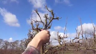 Espalier pear maintainance pruning [upl. by Rebna]