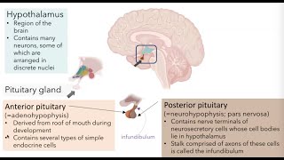 Hypothalamic Pituitary Axis [upl. by Trescott]