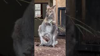 Marsupial Animal Kangaroo [upl. by Ozner725]