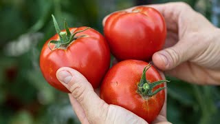 How to Peel Tomatoes Easily [upl. by Enylorac707]