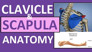 Clavicle and Scapula Anatomy The Pectoral Girdle [upl. by Aihceyt474]