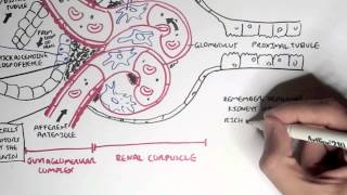 Nephrology  Kidney Physiology Overview [upl. by Hanover251]