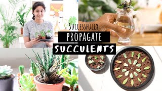 How to Successfully Propagate Succulents  Garden Up [upl. by Aubreir]