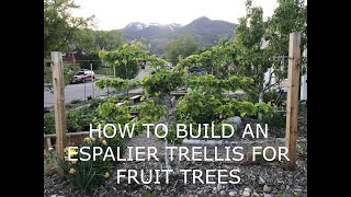 How to build an espalier trellis for fruit trees [upl. by Mccully460]