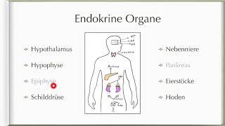 Einführung in das Hormonsystem  Einfach erklärt [upl. by Nodnab]