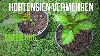 ► Hortensien mit Stecklingen vermehren [upl. by Volding]