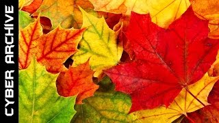 15 Interesting Facts About Autumn [upl. by Saville]