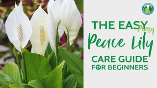 The Easy Peace Lily Plant Care Guide for Beginners  Houseplant Resource Center [upl. by Rozina]