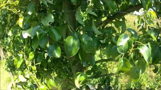 Summer pruning of espalier pear trees [upl. by Marola]