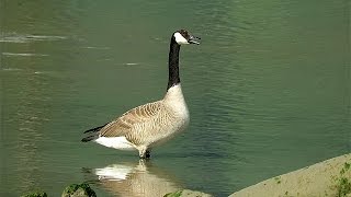 Canada Goose Honking [upl. by Ztnarf320]