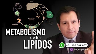 METABOLISMO DE LOS LÍPIDOS  METABOLISMO DE LAS GRASAS [upl. by Leahcimed]