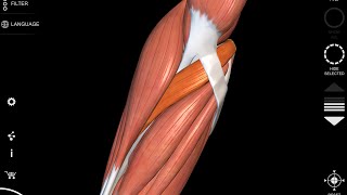 Pronator Teres muscle  3D Anatomy  origin insertion [upl. by Bonne]