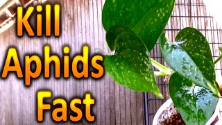 How to Kill Aphids on your Houseplants Naturally Part 1 [upl. by Voleta]