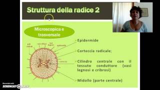 La radice struttura e funzioni [upl. by Sessylu224]