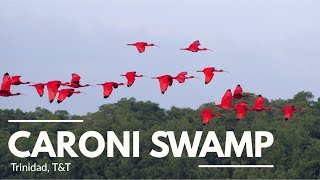 Caroni Bird Sanctuary Afternoon Tour of Caroni Swamp [upl. by Mack]