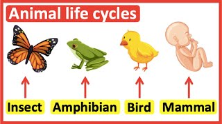 Animal life cycles  Insects Amphibians Birds amp Mammals [upl. by Maffa]