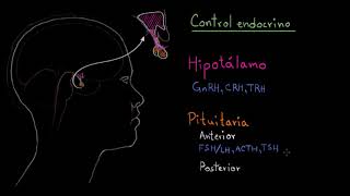 El hipotálamo y la glándula pituitaria  Fisiología del sistema endócrino  Khan Academy en Español [upl. by Thibaud]