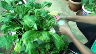 How to use Neem oil for spraying on plants [upl. by Ardy]