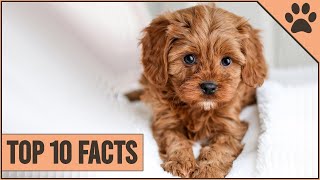 Cockapoo Dog Breed  Top 10 Facts [upl. by Takeshi]