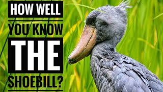 Shoebill  Description Characteristics and Facts [upl. by Heiskell]