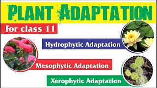 Plant Adaptation  Hydrophytic Mesophytic and Xerophytic Adaptation [upl. by Grizelda829]