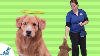 How To Teach Your Dog To Take Treats Gently [upl. by Hatch521]