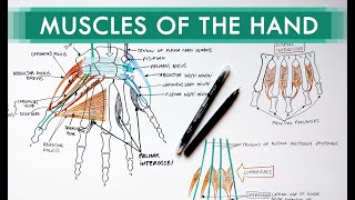 Muscles of the Hand  Origin Insertion Nerve Supply  Anatomy Tutorial [upl. by Pablo254]