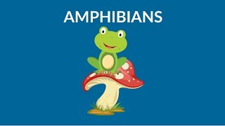 Learn about Amphibians  Amphibians Animal  Types of Amphibians [upl. by Renate]