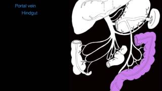 Hepatic portal system [upl. by Convery]