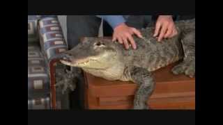 Jeff Corwin amp His Animal Friends  111808 [upl. by Ahsiryt169]