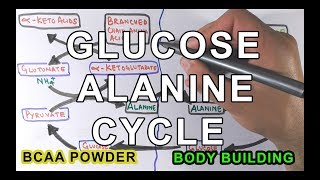 GlucoseAlanine Cycle  Cahill Cycle [upl. by Sateia325]