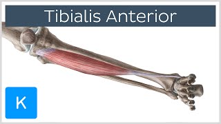 Tibialis Anterior Muscle  Origins amp Function  Human Anatomy  Kenhub [upl. by Sum301]