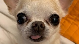 Chihuahua  Cute And Funny Chihuahuas Video Compilation [upl. by Sufur]