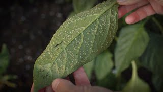 The REAL Way To Get Rid Of Aphids On Bell Peppers [upl. by Nnael815]