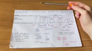 Fosforilazione Ossidativa Semplificata  Biochimica [upl. by Isia]