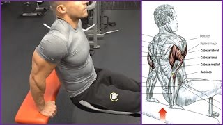 4 Ejercicios para el Triceps Workout  Fitness Body [upl. by Haliehs979]