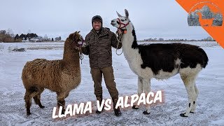 LLAMA VS ALPACA  Ep72  Llama Life [upl. by Nnaeirelav]