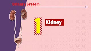 Anatomy of the Kidneys  Dr Ahmed Farid [upl. by Dew]