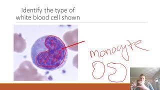 AP II Practice Lab Exam 1 Blood amp Heart [upl. by Laekim]