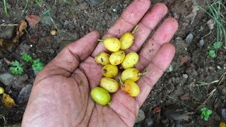 Growing Neem Tree from Seeds Complete Process [upl. by Lraed729]