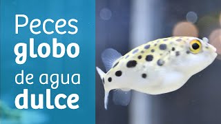 Pez globo de agua dulce · Variedades y comportamiento 🐡 [upl. by Ymerrej]