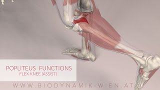 Popliteal Fossa  Boundaries amp Contents  Anatomy Tutorial [upl. by Nrol]